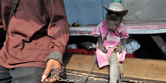 Pengusaha topeng monyet sesalkan rencana Jokowi