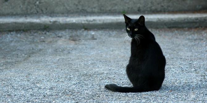 Mitos dan fakta menarik seputar kucing hitam | merdeka.com