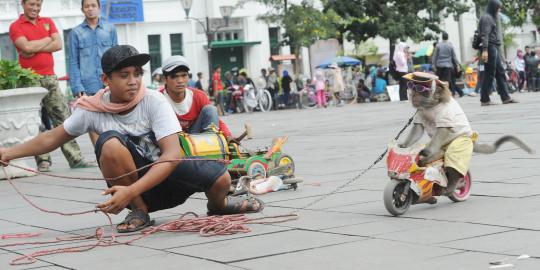 Jokowi dikritik terus urusi monyet di Jakarta
