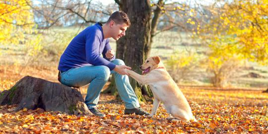 5 Kisah anjing paling heroik dalam sejarah