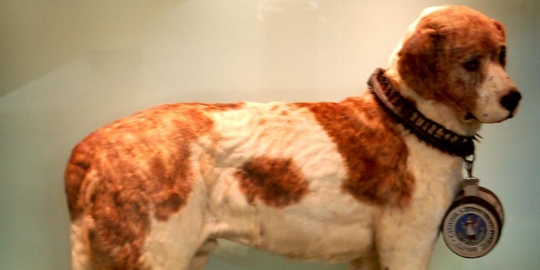 5 kisah anjing paling heroik dalam sejarah
