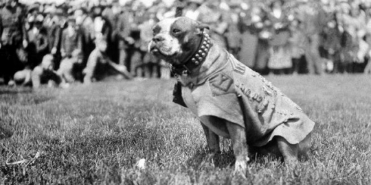 5 kisah anjing paling heroik dalam sejarah