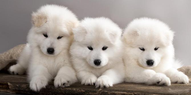Kompetisi Anjing Di Inggris Berhadiah Kloning Gratis Merdeka Com