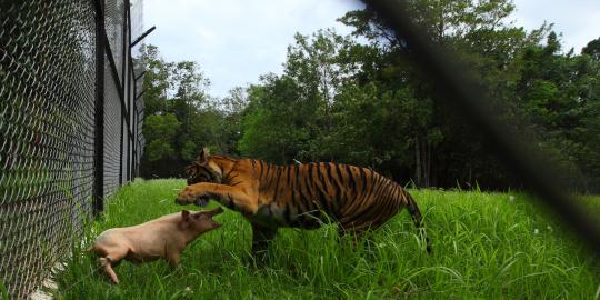 Ada vila di Bogor simpan harimau, lion tiger, rusa, dan siamang!