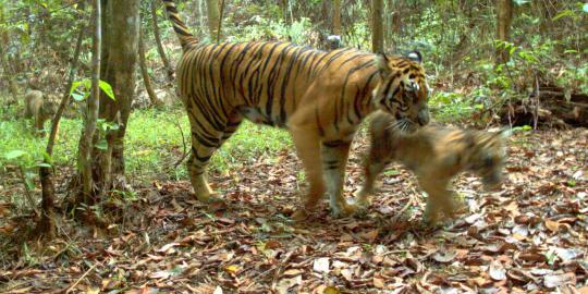 5 Fakta mengejutkan terbongkarnya kasus vila berisi macan