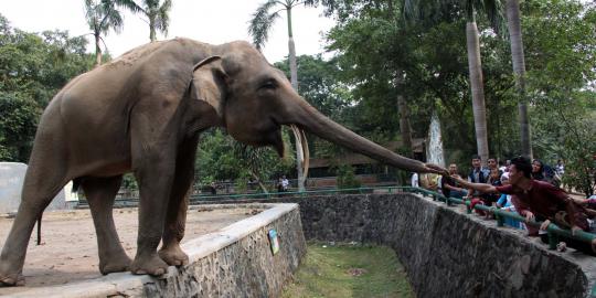 Dengan anggaran hingga Rp 500 M, Ragunan siap dipercantik Jokowi