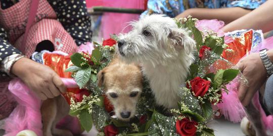 Unik, sepasang anjing yang selamat dari gempa ini dinikahkan