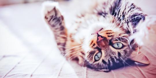 4 Langkah mudah hilangkan alergi terhadap kucing merdeka.com - ruam
alergi kucing