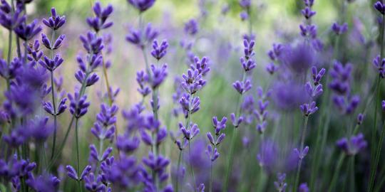 7 Manfaat Teh Lavender Untuk Kesehatan Atasi Insomnia Hingga Cegah Stres Merdeka Com