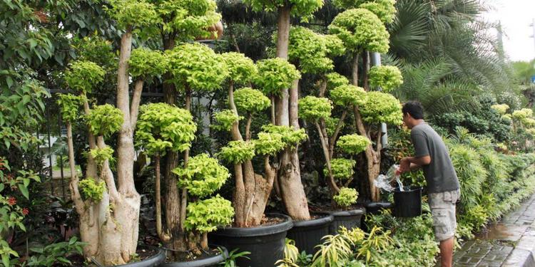 40 Gambar Hewan Dan Pohon Gratis