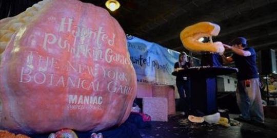 New York pamerkan labu raksasa pemecah rekor Halloween