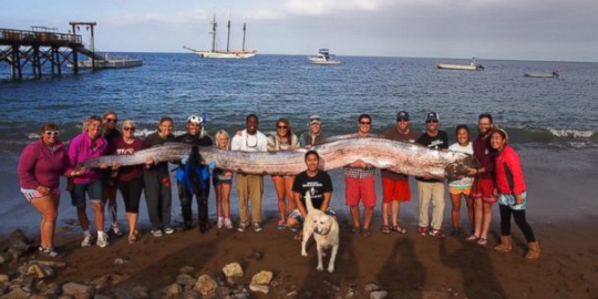 atau oarfish monster ditemukan terdampar rev2