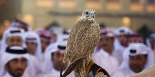 Ratusan elang di Qatar dilelang dengan harga Rp 60 juta