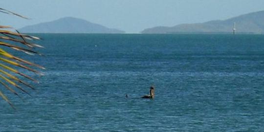 Penampakan monster Lochness di Australia bikin heboh warga lokal