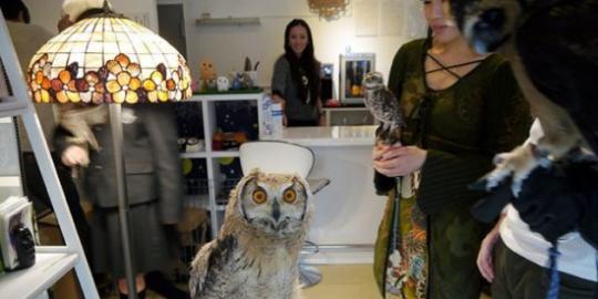 Wow, kafe burung hantu dibuka di Jepang!
