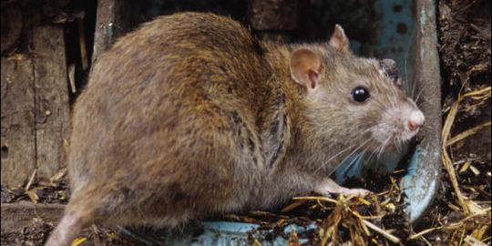 Tikus raksasa makan bayi satu tahun di Yaman