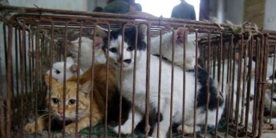 Sekelompok orang di China ditangkap lantaran jual daging kucing
