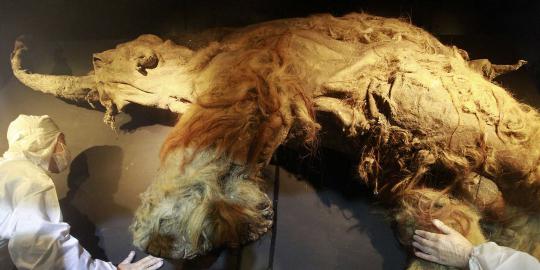 Taiwan pamerkan bayi mammoth berusia 39.000 tahun