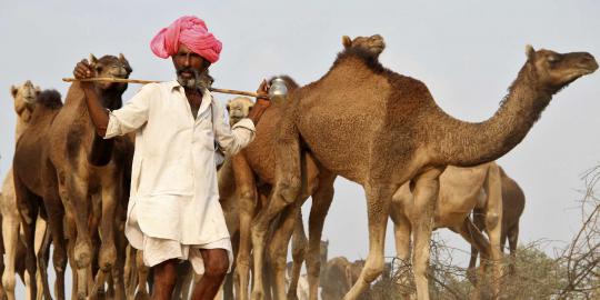 Pushkar Fair, pameran hewan ternak terbesar di dunia