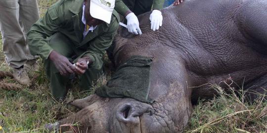 Perangi perburuan liar, badak di Kenya dipasangi transponder