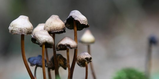 ini cabut penisnya sampai lepas usai makan magic mushroom rev3
