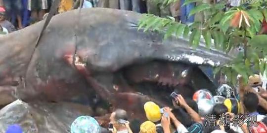 Paus raksasa ini ditemukan terdampar di Vietnam