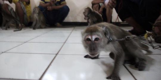 Jokowi: Nggak apa saya disebut gubernur monyet