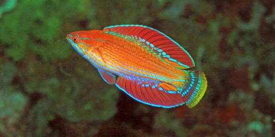 Ikan cantik ini diberi nama sesuai penemunya, Renny Hadiaty