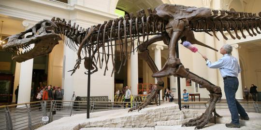 Melihat pembersihan kerangka T-Rex terbesar usia 67 juta tahun