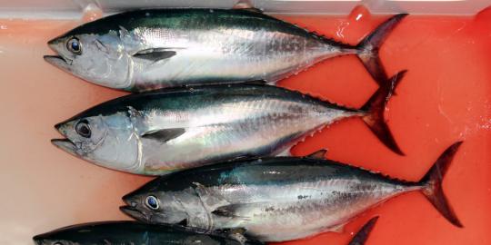 Ikan Tuna segar asal Bali jadi idola di Jepang