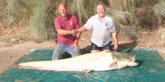  Ikan lele albino langka seberat 94kg berhasil ditangkap 