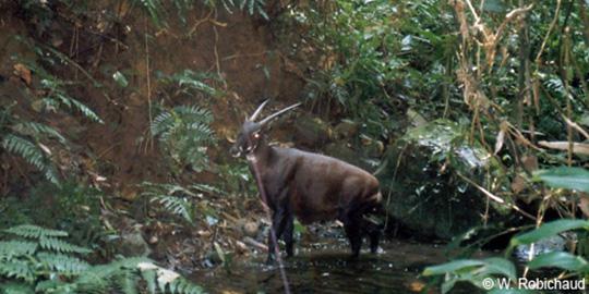 Untuk pertama kali dalam 1 abad, 'Unicorn Asia' berhasil difoto