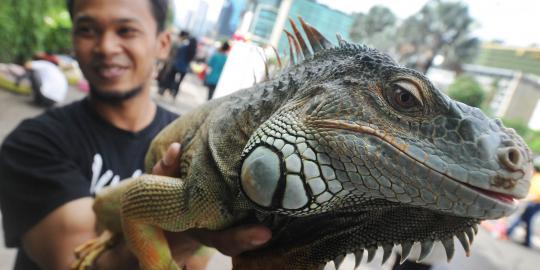 Pecinta iguana perkenalkan reptil peliharaannya di Car Free Day