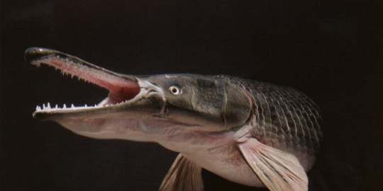 gigas mampu hadapi tajamnya gigi piranha rev3
