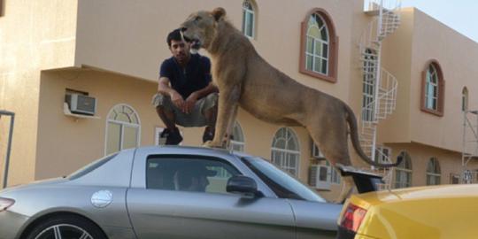 Orang kaya Arab doyan pelihara singa