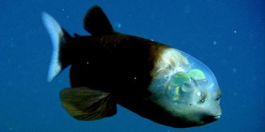 Aneh, ikan ini miliki kepala transparan