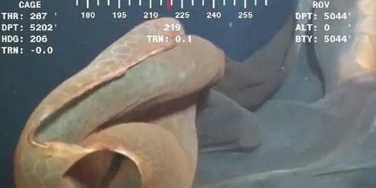 Monster laut ini berhasil tertangkap kamera