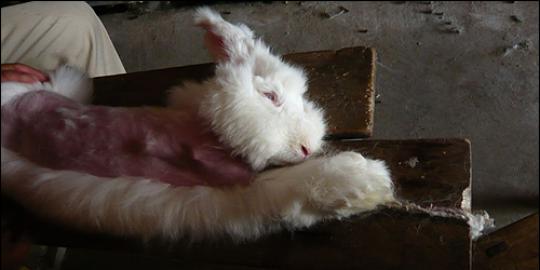 Kejamnya perlakuan peternak kelinci di China