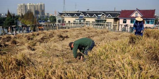 Keren, pria ini bikin sawah di atap gedung bertingkat 