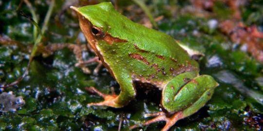 2 Spesies katak langka ini diduga punah