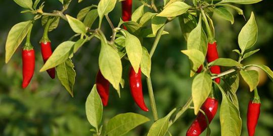 Manusia purba Meksiko jadikan cabai salah satu makanan pokok