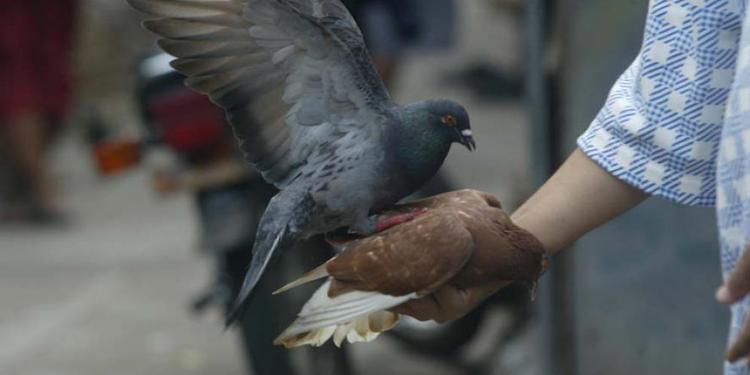 Download 1070 Gambar Burung Ayam Ayaman Hd Paling Unik Gambar