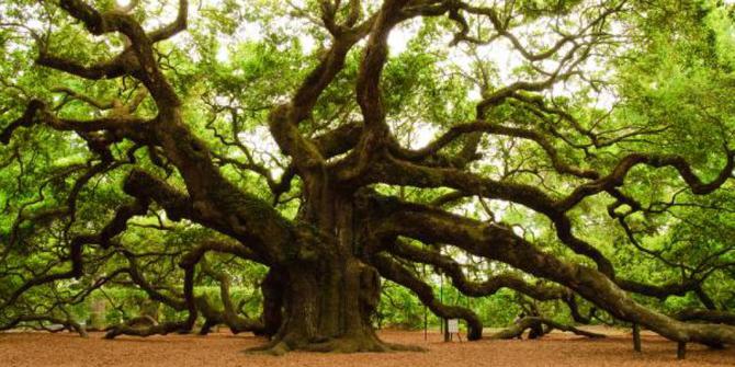 Dijadikan berhala pohon  ek berusia 150 tahun di Suriah 