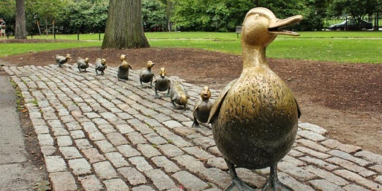 for ducklings di boston rev1