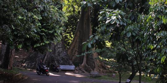 Cerita pohon jodoh di Kebun Raya Bogor  merdeka.com