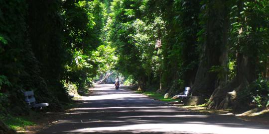 Sejenak rileks di rimbunnya Kebun Raya Bogor