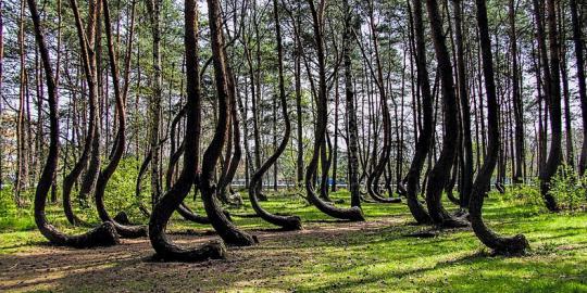 10 Hutan terunik dan teraneh di bumi