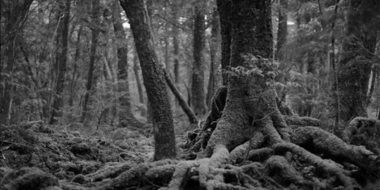 10 hutan terunik dan teraneh di bumi