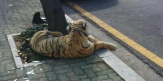 Boneka macan ini hebohkan warga Korea