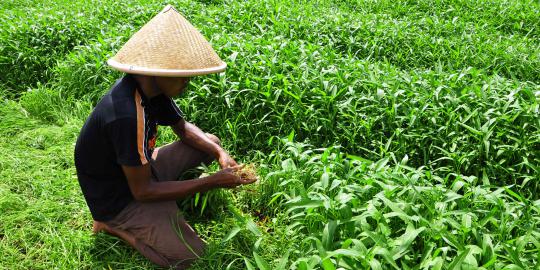 Indonesia ngotot perjuangkan subsidi petani di WTO